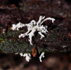 Cordyceps tenuipes