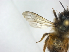 Osmia bicornis
