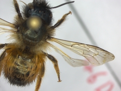 Osmia bicornis