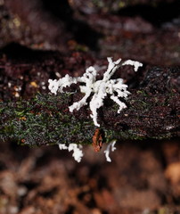 Cordyceps tenuipes
