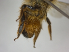 Osmia bicornis