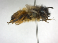 Osmia bicornis
