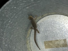 Elgaria multicarinata