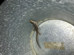 Elgaria multicarinata