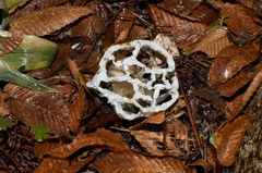 Ileodictyon cibarium