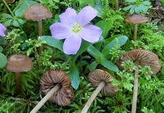 Entoloma cystomarginatum