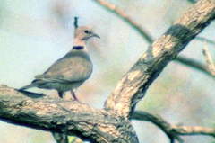 Streptopelia vinacea