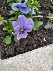 Viola × wittrockiana