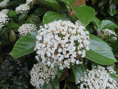 Viburnum japonicum
