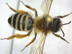 Andrena gravida