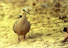 Streptopelia vinacea
