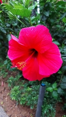 Hibiscus rosa-sinensis
