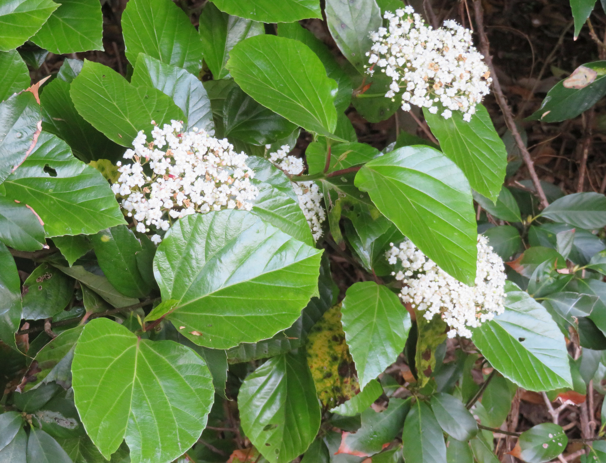 Viburnum japonicum (Thunb.) Spreng.