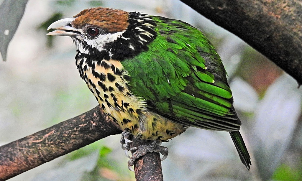 White-eared Catbird photo