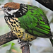 White-eared Catbird - Photo (c) brian fisher, some rights reserved (CC BY-NC), uploaded by brian fisher