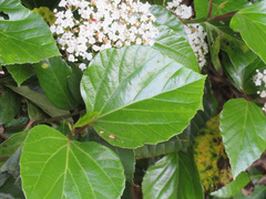 Viburnum japonicum