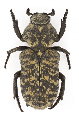 Chthonobius