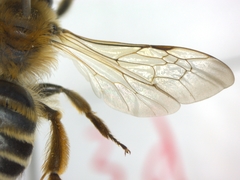 Andrena gravida