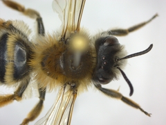 Andrena gravida