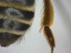 Andrena gravida