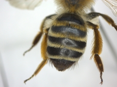 Andrena gravida