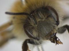 Andrena gravida