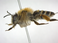 Andrena gravida