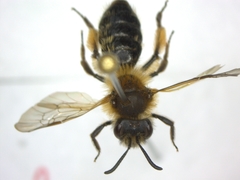 Andrena