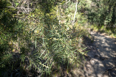 Acacia suaveolens