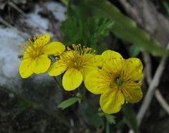 Waldsteinia ternata trifolia