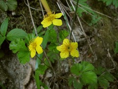 Waldsteinia ternata trifolia