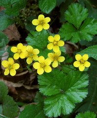 Waldsteinia ternata trifolia