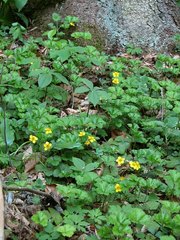 Waldsteinia ternata trifolia