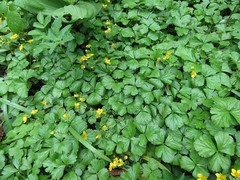 Waldsteinia ternata trifolia