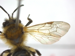 Andrena