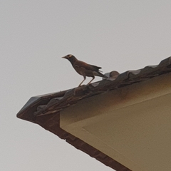 Acridotheres tristis