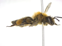 Andrena
