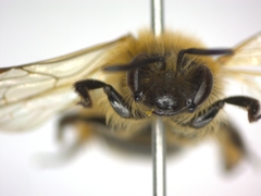 Andrena