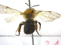 Andrena