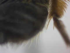 Andrena