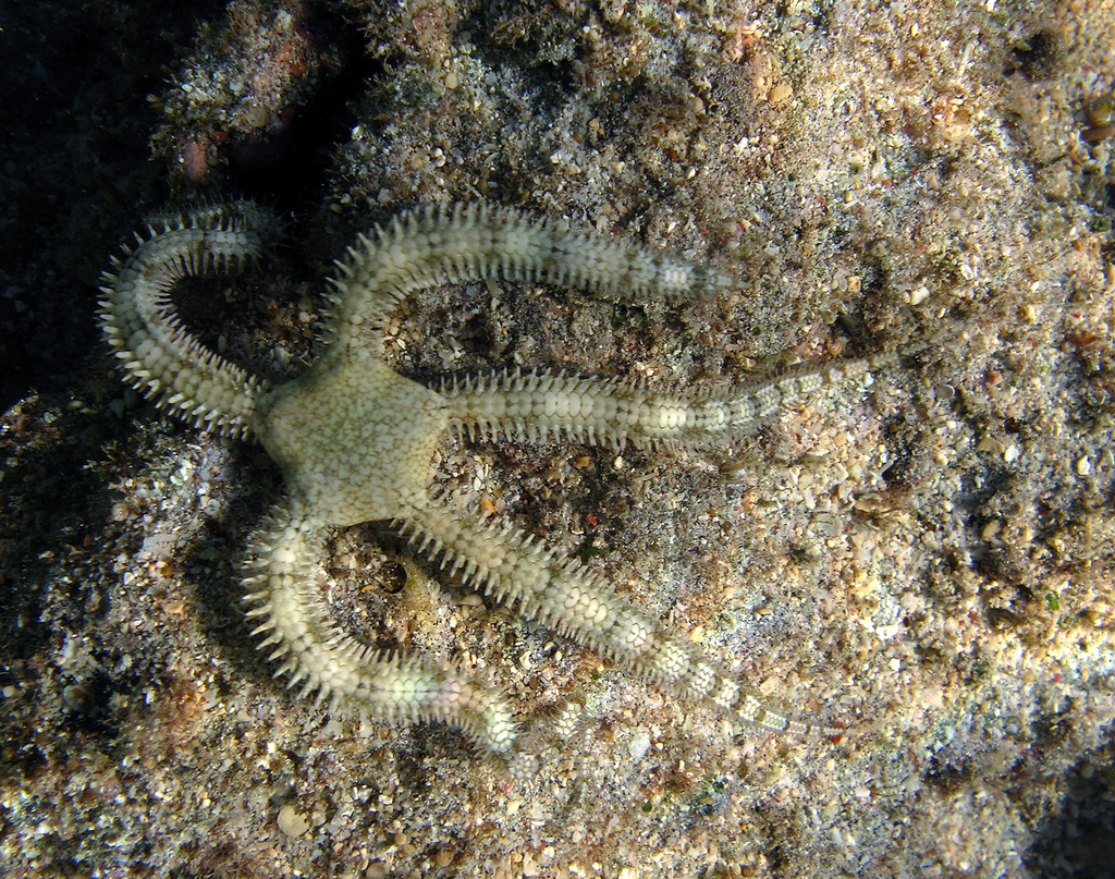 Breviturma brevipes