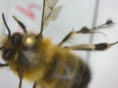 Anthophora plumipes