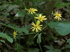 Tephroseris longifolia