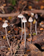 Mycena austrofilopes