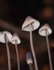 Mycena austrofilopes
