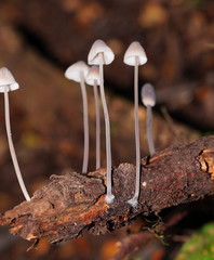 Mycena austrofilopes