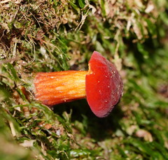 Boletus barragensis