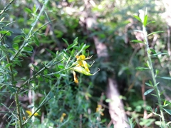 Genista falcata