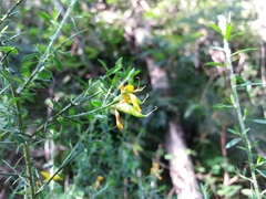 Genista falcata