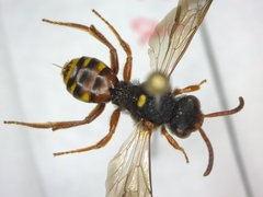 Nomada
